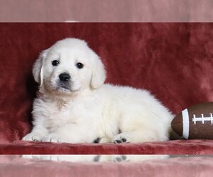 English Cream Golden Retriever Puppy for sale in FREDERICKSBG, OH, USA