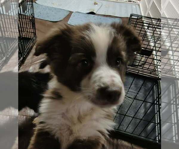 Medium Photo #4 Australian Shepherd-Unknown Mix Puppy For Sale in Aurora, IN, USA