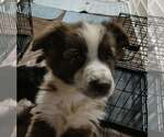 Small #3 Australian Shepherd Mix
