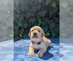 Puppy Gray Collar Labrador Retriever