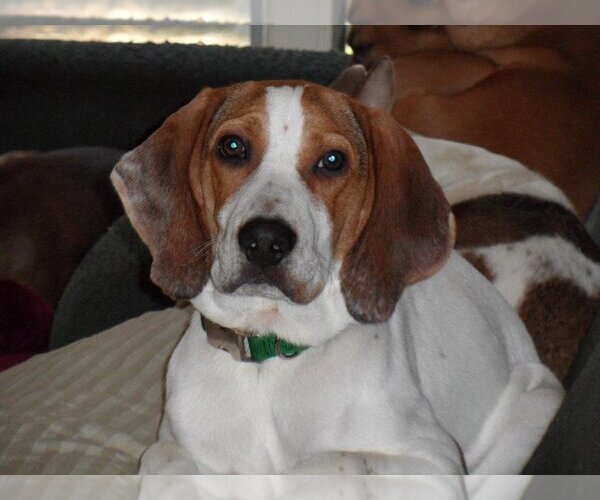 Medium Photo #3 Treeing Walker Coonhound-Vizsla Mix Puppy For Sale in Pittstown, NJ, USA