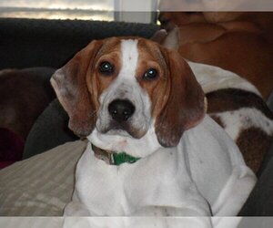 Mack - Male Treeing Walker Coonhound-Vizsla Mix Dog for Adoption - Photo #3