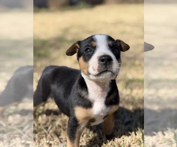 Medium Photo #8 Australian Shepherd-Unknown Mix Puppy For Sale in OKLAHOMA CITY, OK, USA