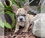 Small Photo #1 French Bulldog Puppy For Sale in PRYOR, OK, USA