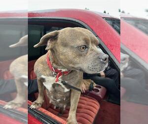 French Bulldog-Unknown Mix Dogs for adoption in Stockton, CA, USA