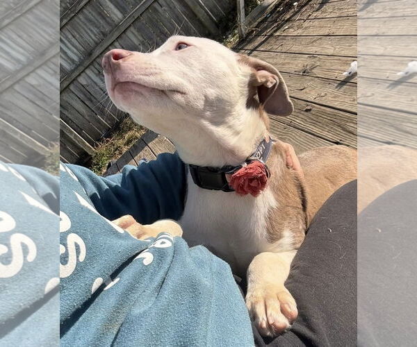 Medium Photo #6 Mutt Puppy For Sale in Germantown, OH, USA