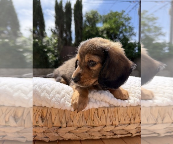 Medium Photo #2 Dachshund Puppy For Sale in NORTH HIGHLANDS, CA, USA