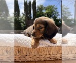 Small #1 Dachshund