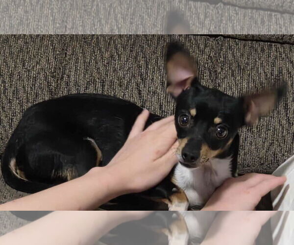 Medium Photo #4 Chiweenie Puppy For Sale in Minneapolis, MN, USA