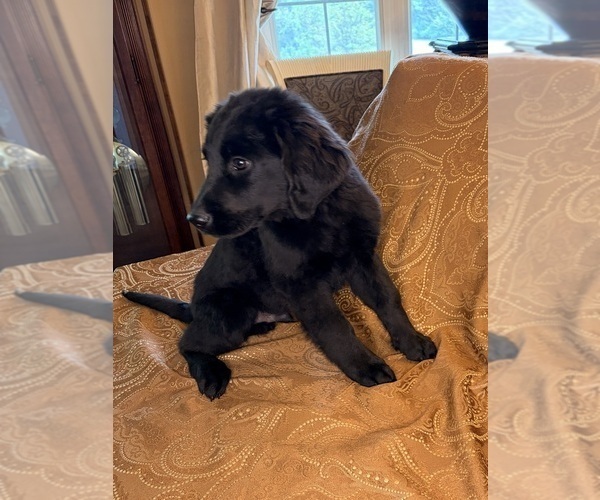 Medium Photo #22 Flat Coated Retriever Puppy For Sale in ROSE HILL, KS, USA