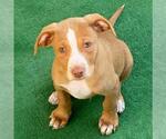 Small #9 Golden Retriever-Pembroke Welsh Corgi Mix