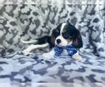 Small #7 Cavalier King Charles Spaniel