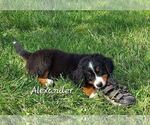 Puppy 1 Bernese Mountain Dog