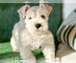 Schnauzer (Miniature) Puppy for sale in MURRIETA, CA, USA