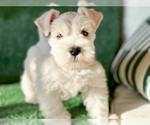 Small Photo #1 Schnauzer (Miniature) Puppy For Sale in MURRIETA, CA, USA
