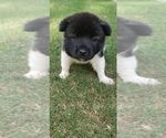 Small Photo #1 Akita Puppy For Sale in MEM, TN, USA