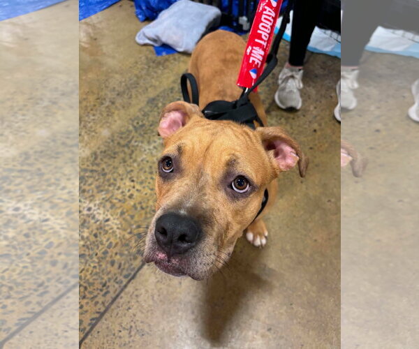 Medium Photo #6 Boxer-Staffordshire Bull Terrier Mix Puppy For Sale in Holly Springs, NC, USA
