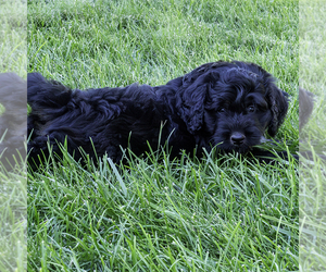 Bernedoodle (Miniature) Puppy for sale in ROY, UT, USA