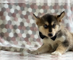 Pomsky Puppy for sale in LANCASTER, PA, USA