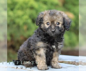 Bernedoodle (Miniature) Puppy for Sale in LITITZ, Pennsylvania USA