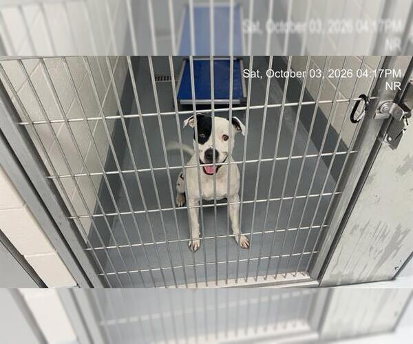 Medium Photo #1 American Pit Bull Terrier Puppy For Sale in Ocala, FL, USA