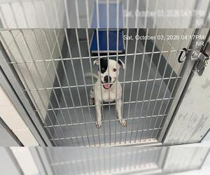 American Pit Bull Terrier Dogs for adoption in Ocala, FL, USA