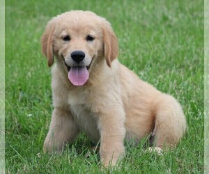 Golden Retriever Puppy for sale in JONES, MI, USA