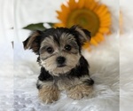 Small #1 Morkie