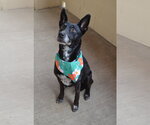 Small #1 Mutt