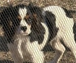 Small #12 Cavalier King Charles Spaniel