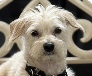 Mutt Dogs for adoption in San Ramon, CA, USA