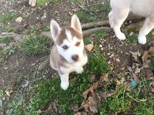 Siberian Husky Puppy for sale in CADIZ, KY, USA