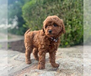 Miniature Labradoodle Puppy for sale in COATESVILLE, PA, USA