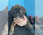 Small Photo #10 Boxer Puppy For Sale in HAMILTON, NJ, USA