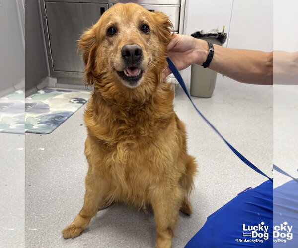 Medium Photo #2 Golden Retriever-Unknown Mix Puppy For Sale in Washington, DC, USA