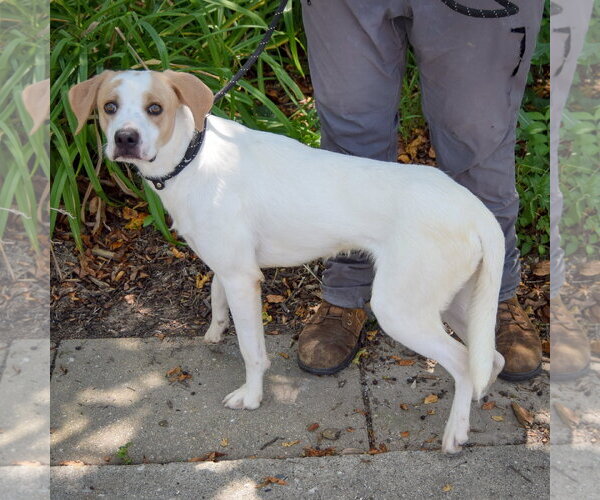 Medium Photo #5 Coonhound-English Foxhound Mix Puppy For Sale in Huntley, IL, USA