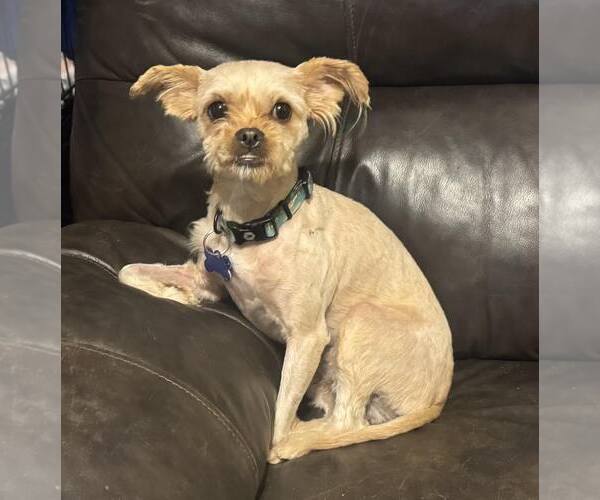 Medium Photo #6 Mutt Puppy For Sale in Spring Lake, NC, USA