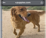 Small Photo #3 Golden Retriever Puppy For Sale in APPLE VALLEY, CA, USA