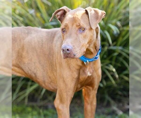 Medium Photo #1 Unknown-Vizsla Mix Puppy For Sale in Camarillo, CA, USA