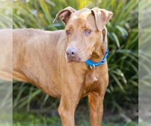 Unknown-Vizsla Mix Dogs for adoption in Camarillo, CA, USA