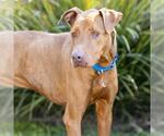 MILO - Male Unknown-Vizsla Mix Dog for Adoption - Small photo