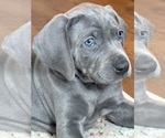 Puppy Puppy 4 Weimaraner