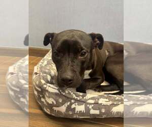 Mutt Dogs for adoption in Hilton Head, SC, USA