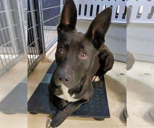 Medium Photo #9 Mutt Puppy For Sale in Minneapolis, MN, USA