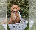 Small #2 Goldendoodle (Miniature)