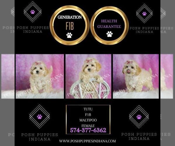 Medium Photo #2 Maltipoo (Toy) Puppy For Sale in WARSAW, IN, USA