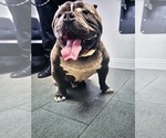 Small Photo #1 American Bully Puppy For Sale in QUARTZ HILL, CA, USA