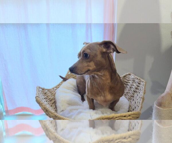 Medium Photo #2 Chihuahua Puppy For Sale in Denton, TX, USA