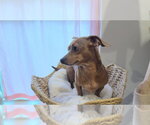 Small #1 Chihuahua