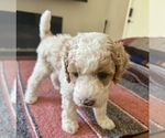 Puppy Beige collar Goldendoodle